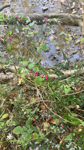 Lonicera observed 2026-10-27