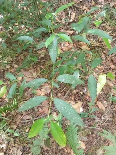 Garcinia observed 2026-10-27