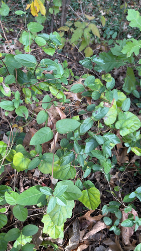 Lonicera japonica observed 2026-10-27