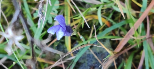 Gentiana observed 2026-10-27