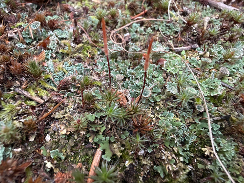 Polytrichum piliferum observed 2026-10-27