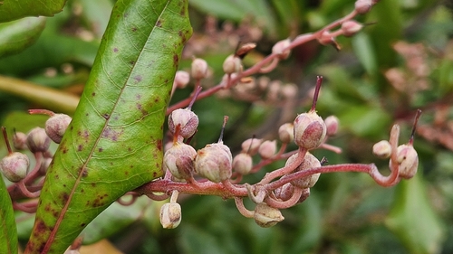 Clethra observed 2026-10-27