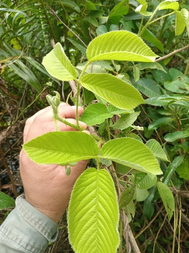 Rubus observed 2026-10-27