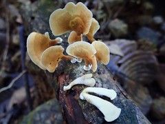 Flabellophora