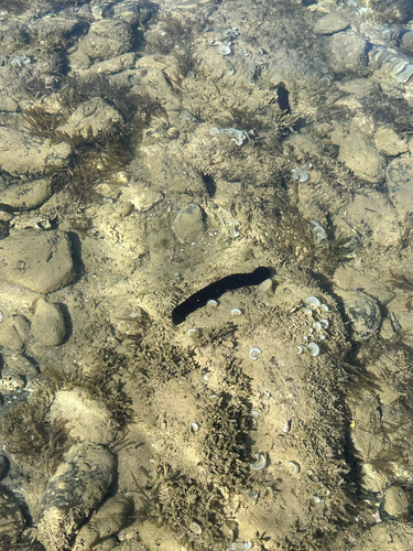 Holothuria observed 2026-10-27