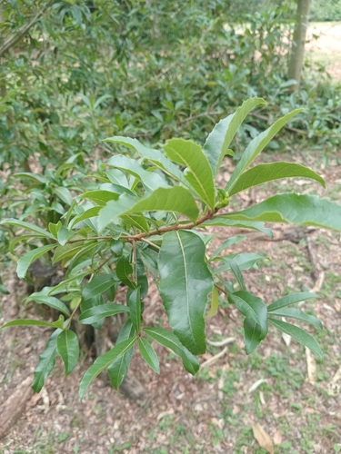 Cordia observed 2026-10-27