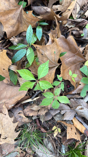 Parthenocissus, 2026-10-27
