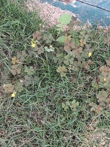 Oxalis corniculata observed 2026-10-27