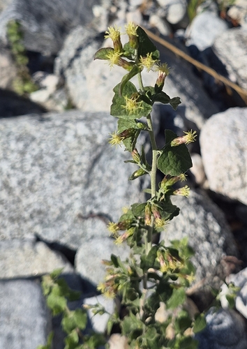 Bulbostylis observed 2026-10-27