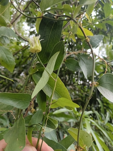 Passiflora observed 2026-10-27