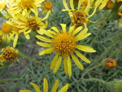 Senecio ceratophylloides