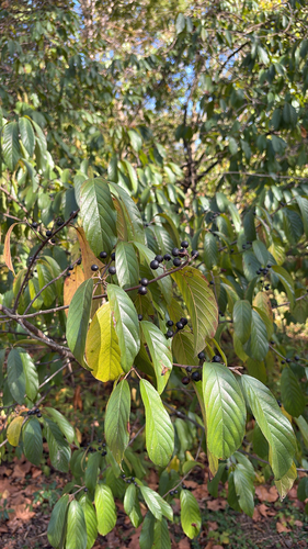 Rhamnus observed 2026-10-27