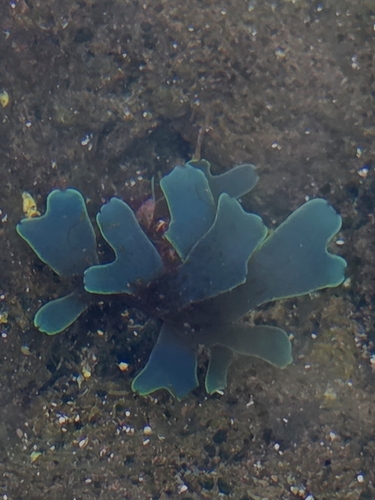Dictyota observed 2026-10-27