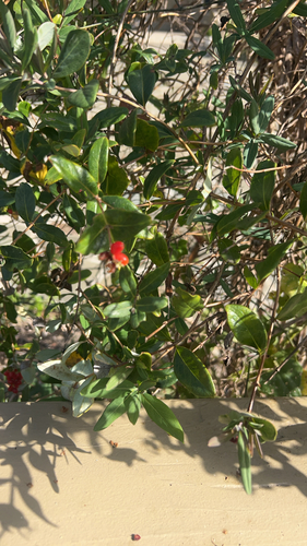 Lonicera observed 2026-10-27