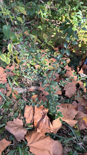 Ligustrum sinense observed 2026-10-27
