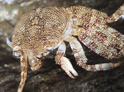 Grapsus grapsus observed 2026-10-27