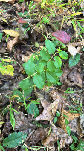 Ligustrum sinense observed 2026-10-27