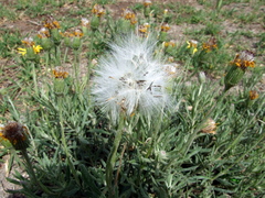 Senecio ceratophylloides
