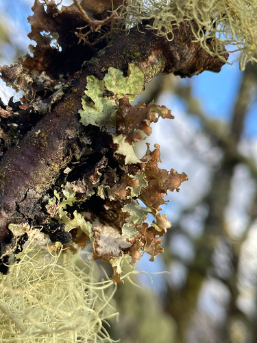 Lobaria observed 2026-10-27
