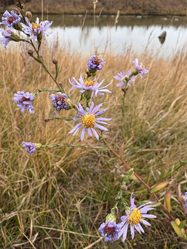 Symphyotrichum laeve observed 2026-10-27