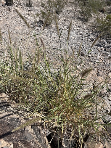 Cenchrus ciliaris observed 2026-10-27