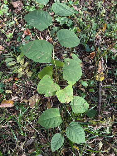 Reynoutria japonica observed 2026-10-27
