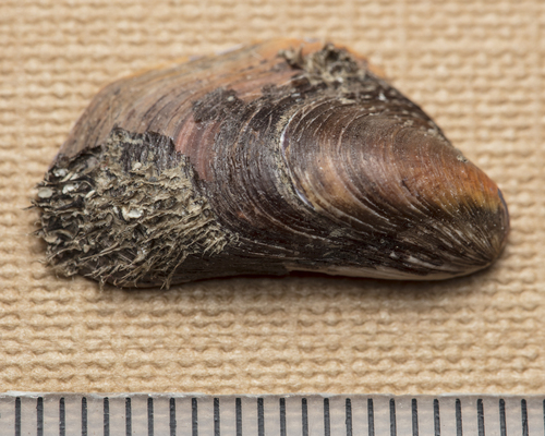Modiolus barbatus observed 2026-10-14