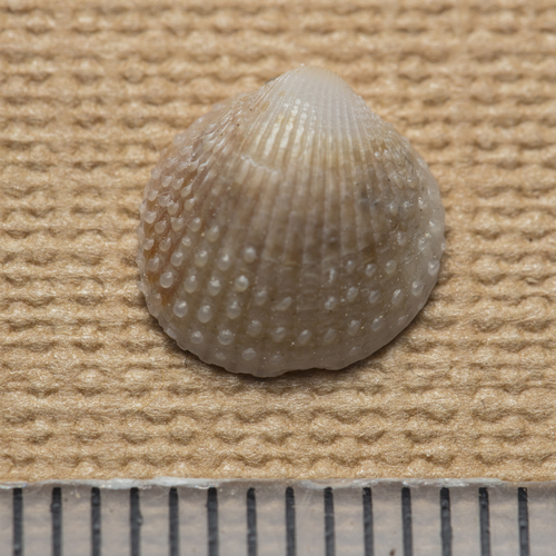 Papillicardium papillosum observed 2026-10-14