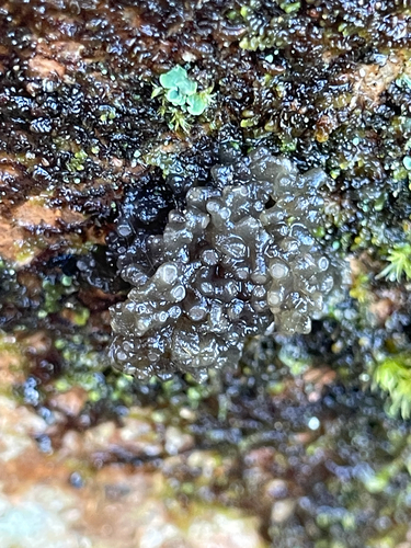 Collema observed 2026-10-27