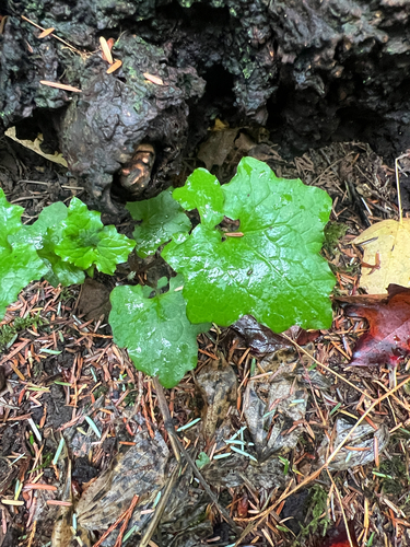 Lactuca observed 2026-10-27