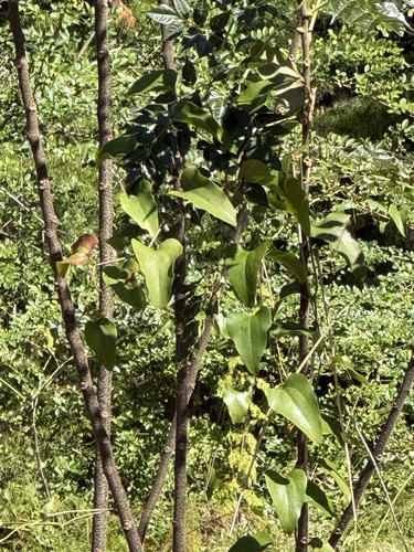 Smilax observed 2026-10-27