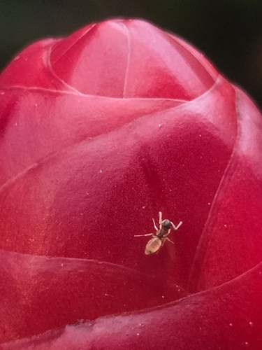 Tapinoma melanocephalum observed 2026-10-27