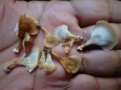 Flabellophora