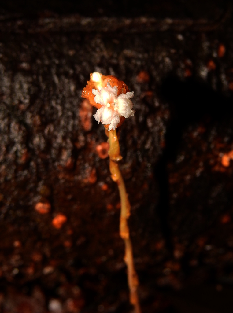 Gymnosiphon capitatus