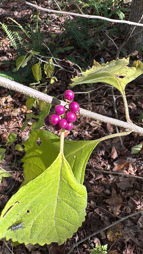 Callicarpa observed 2026-10-27