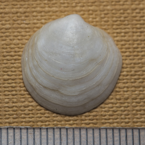 Loripes lucinalis observed 2026-10-14