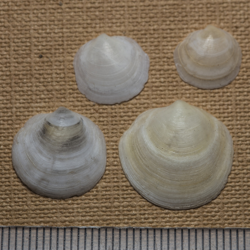 Loripes lucinalis observed 2026-10-14