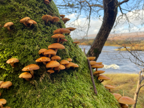 Kuehneromyces mutabilis observed 2026-10-27
