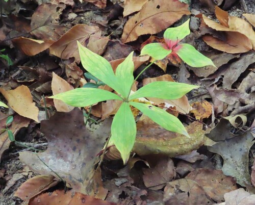 Medeola virginiana observed 2026-10-27