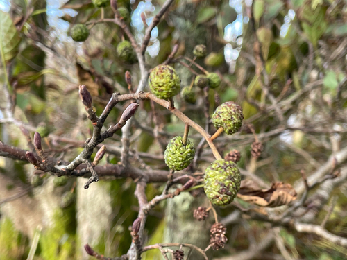 Alnus, 2026-10-27