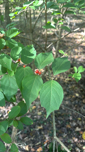 Lonicera observed 2026-10-27