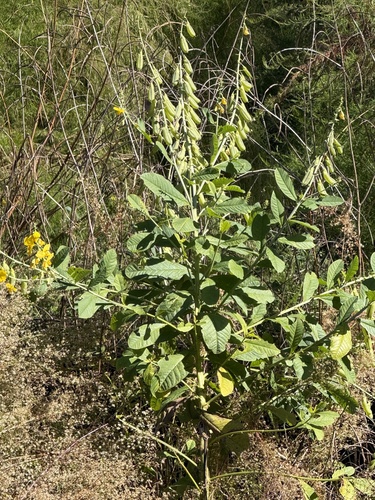 Crotalaria observed 2026-10-27