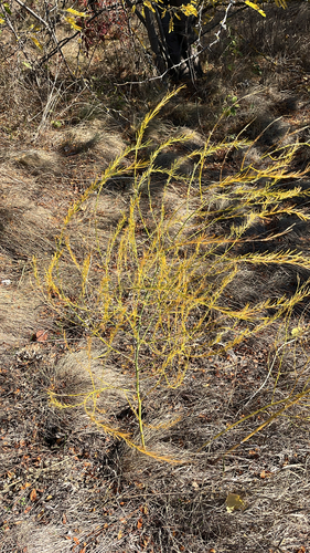 Asparagus observed 2026-10-27