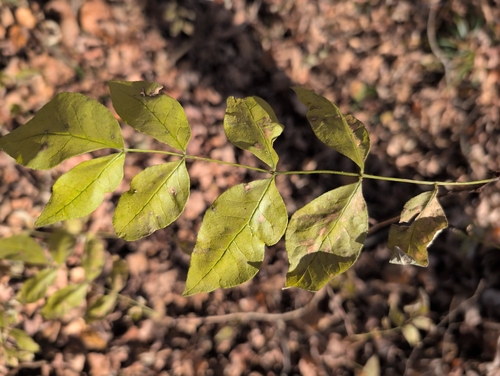 Zanthoxylum observed 2026-10-27