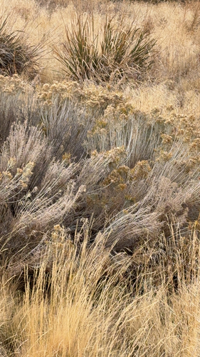 Ericameria nauseosa, 2026-10-27