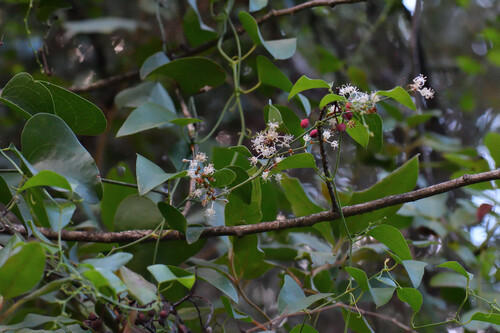 Smilax observed 2026-10-27