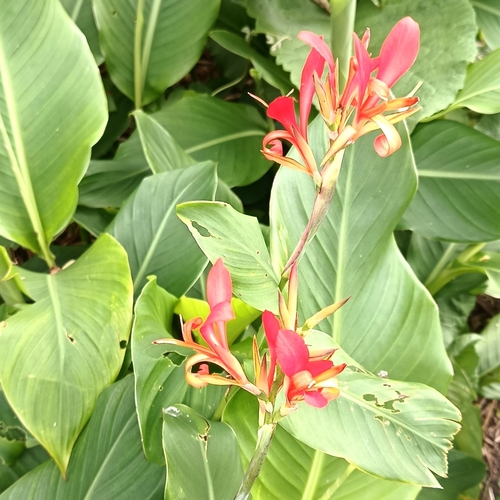 Canna indica observed 2026-10-27