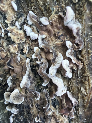 Chondrostereum purpureum, 2026-10-27