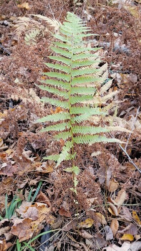 Amauropelta noveboracensis, 2026-10-25
