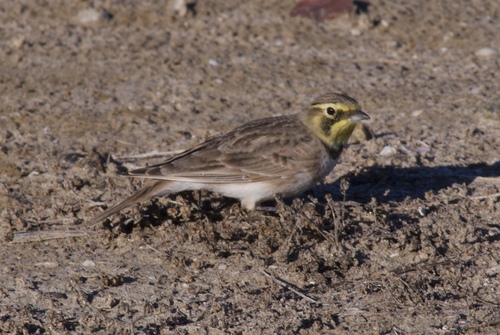 Eremophila alpestris, 2026-10-26